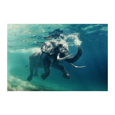 Obraz na szkle ELEPHANT 120x80